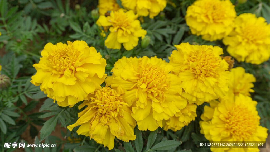 鲜艳黄色万寿菊绽放