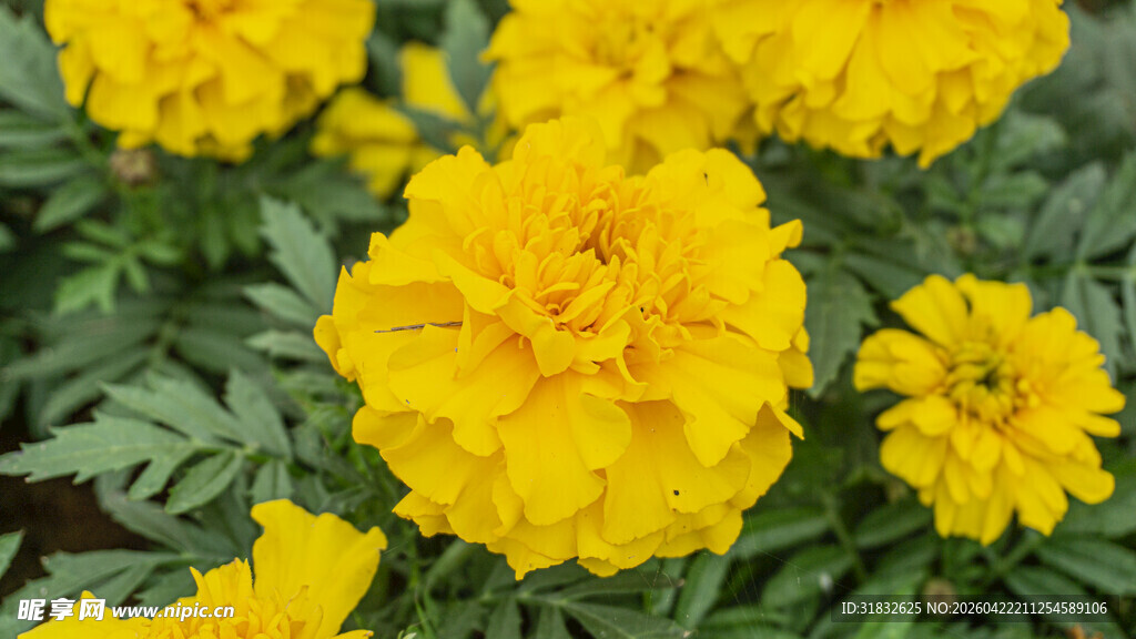 鲜艳黄色万寿菊绽放