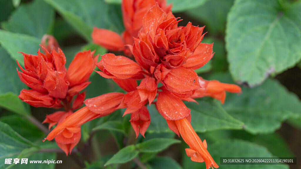 一串红 爆杖花 象牙红