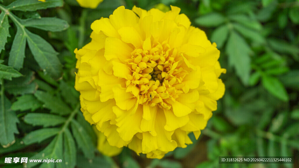 鲜艳黄色万寿菊特写