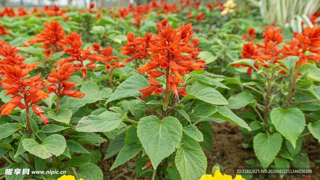 鲜艳一串红绽放绿叶间