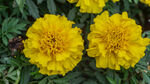 两朵明艳黄色万寿菊