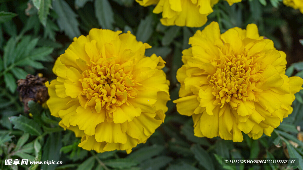 两朵明艳黄色万寿菊