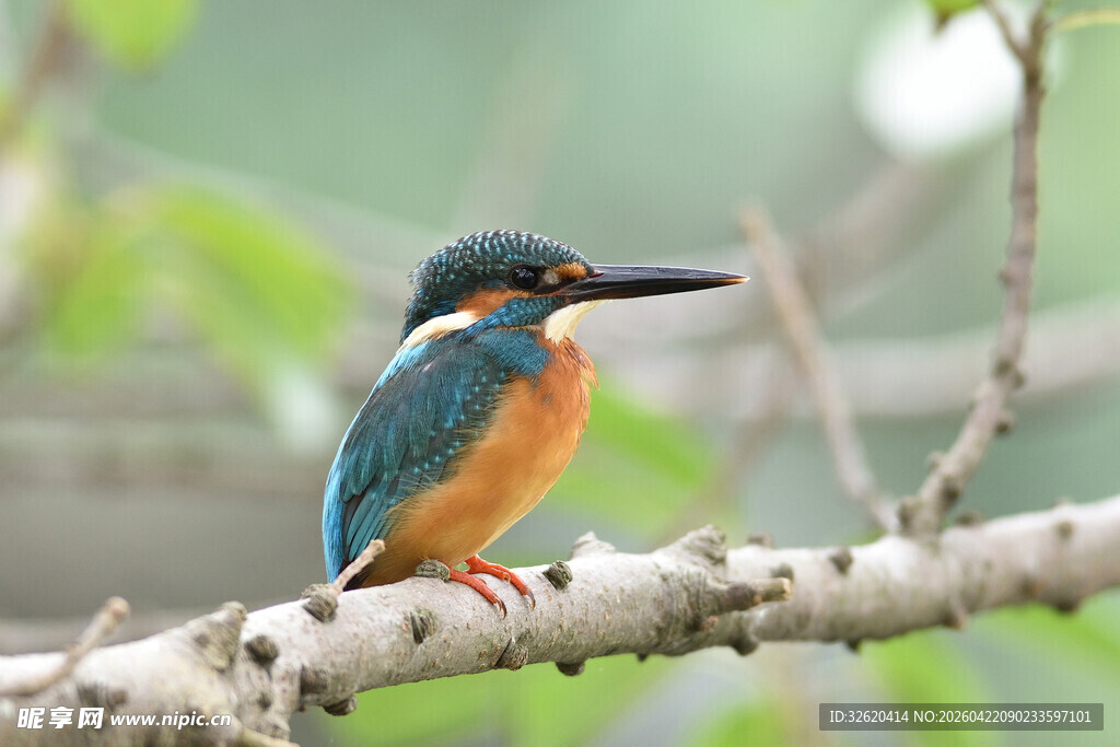 栖息枝头的美丽翠鸟
