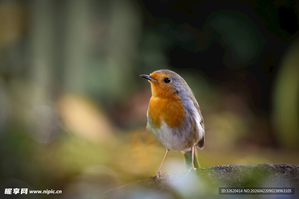 枝头的橙色小鸟
