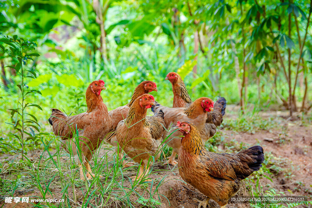 田园中漫步的一群鸡