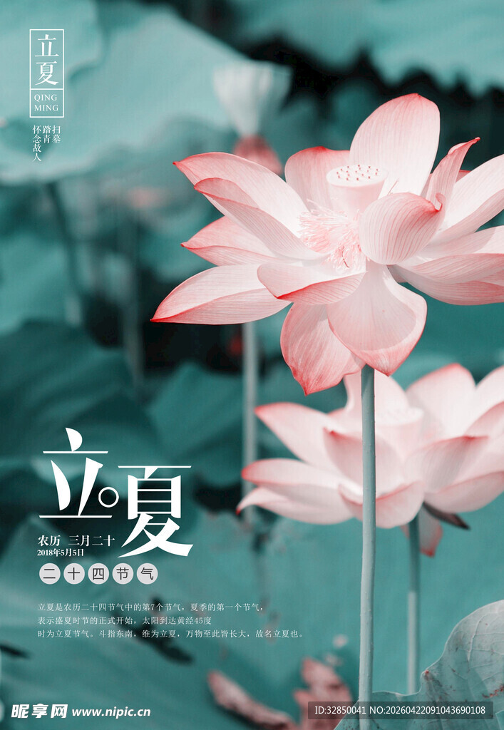 立夏时节的粉嫩荷花