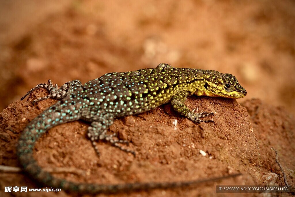 多彩蜥蜴趴在褐色地面上