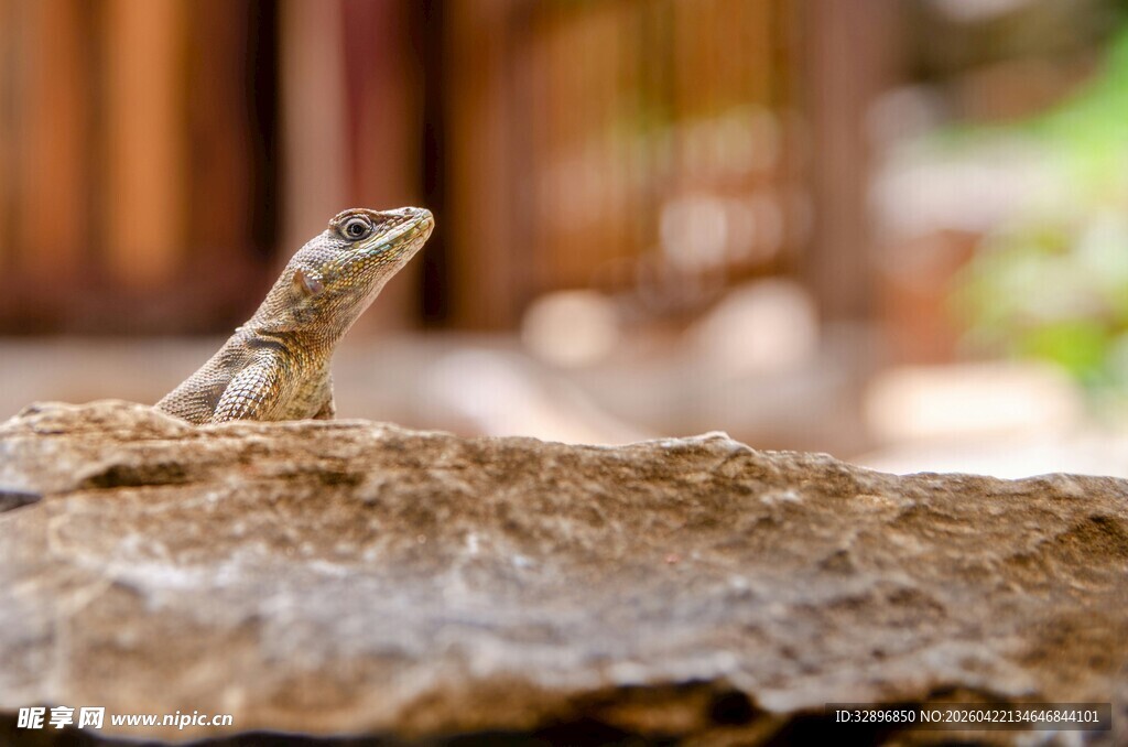 岩石上的小蜥蜴