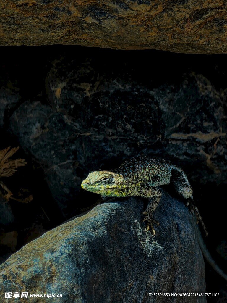 岩石上的蜥蜴