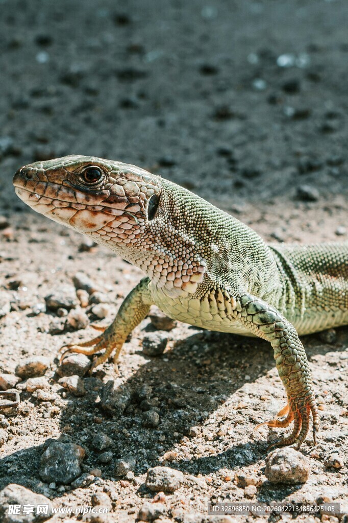 沙漠中的绿色蜥蜴