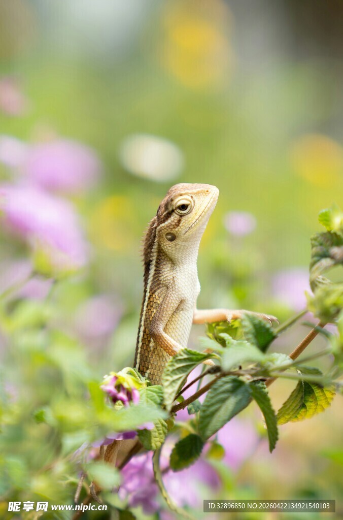 蜥蜴
