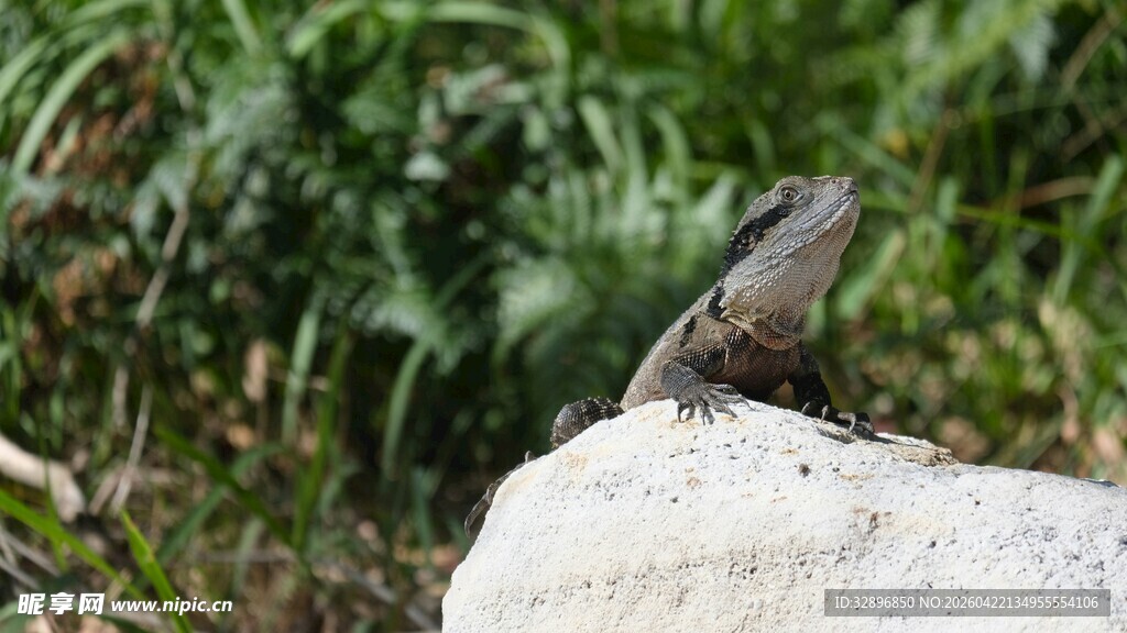 岩石上的蜥蜴