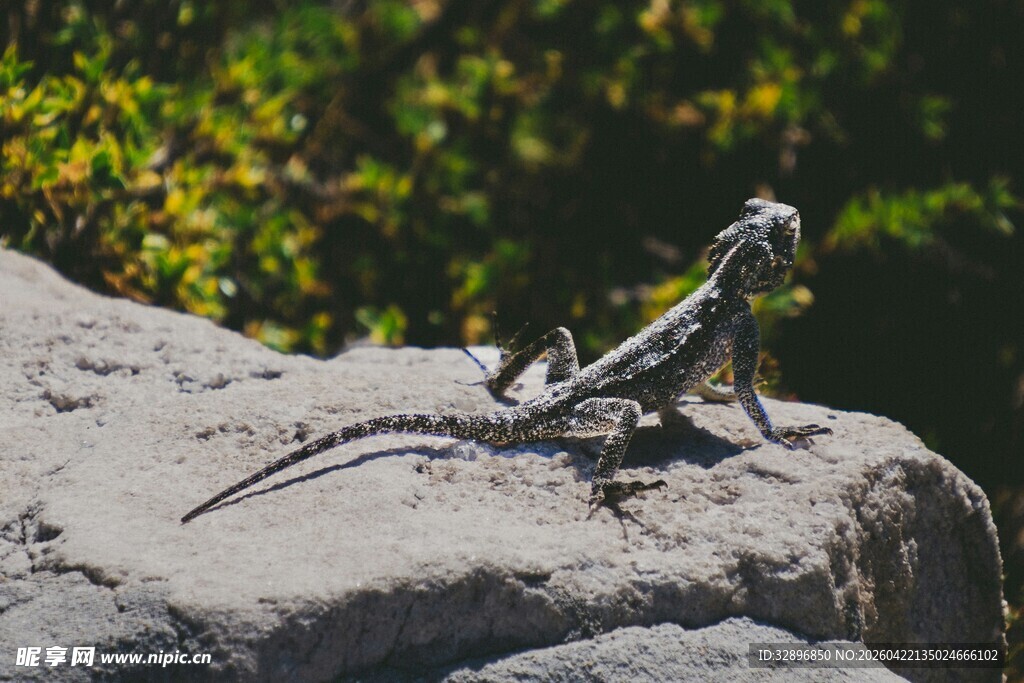 岩石上的蜥蜴