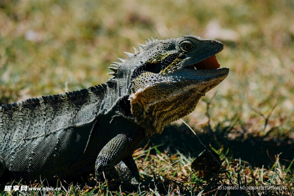 草地上张嘴的蜥蜴
