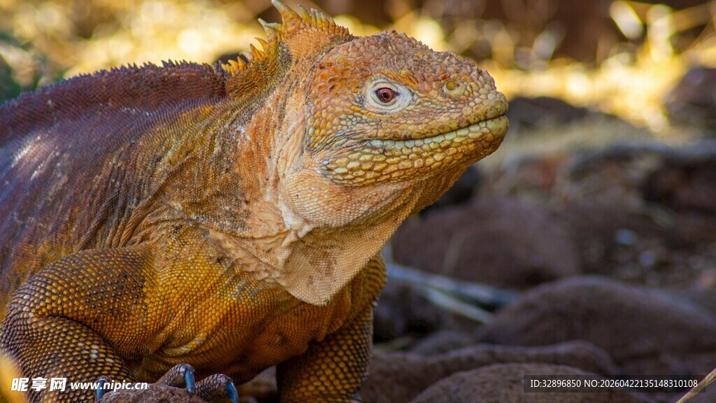 沙漠中的蜥蜴特写