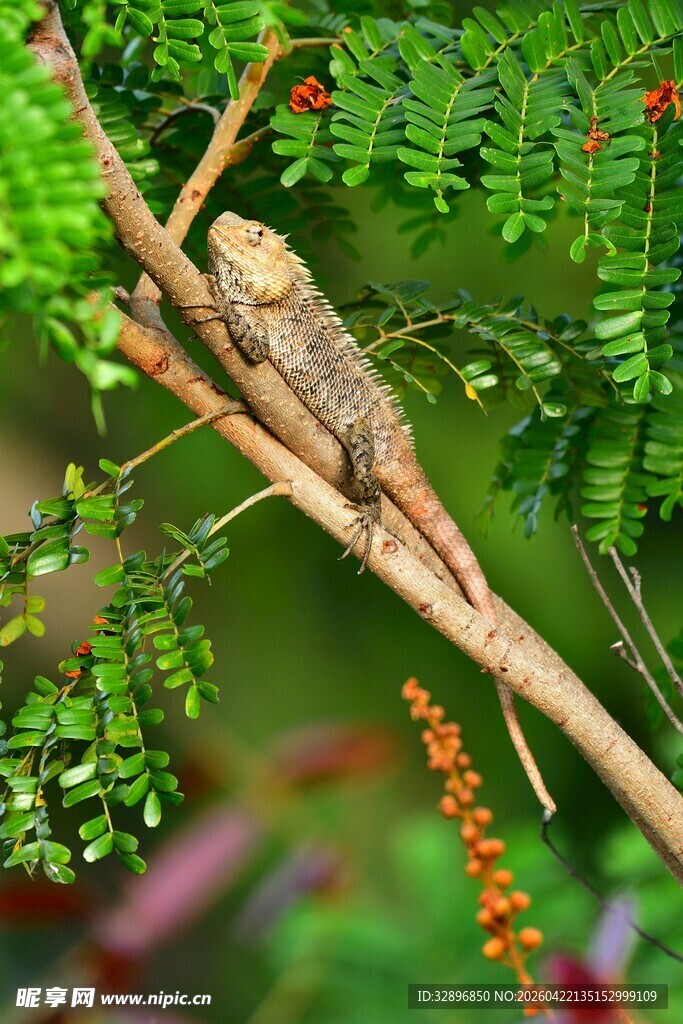 树枝上的蜥蜴