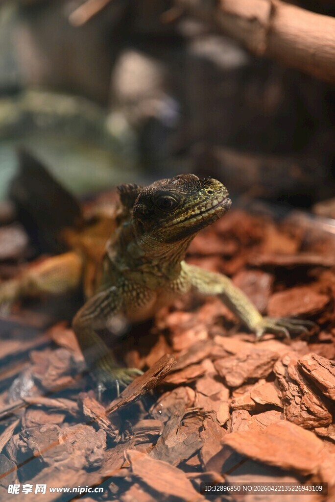 栖息在碎叶上的蜥蜴