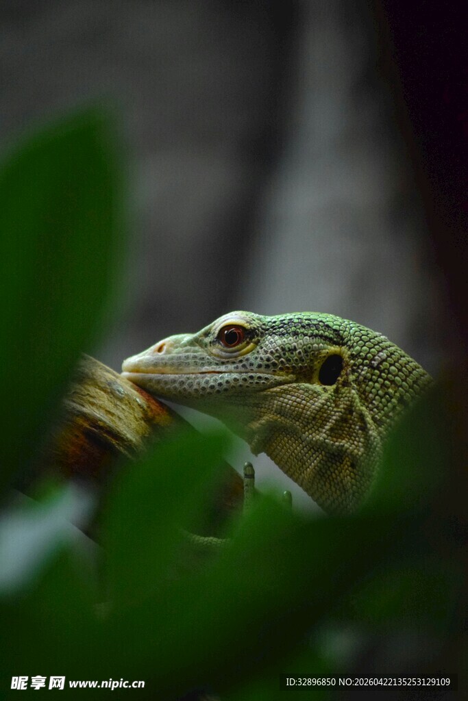 绿叶间的蜥蜴特写