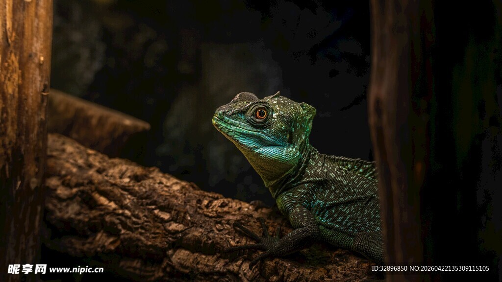 绿鬣蜥栖息于荫蔽处