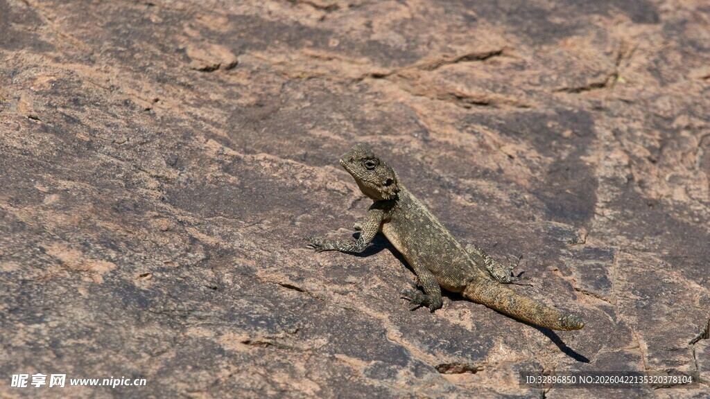 岩石上的蜥蜴