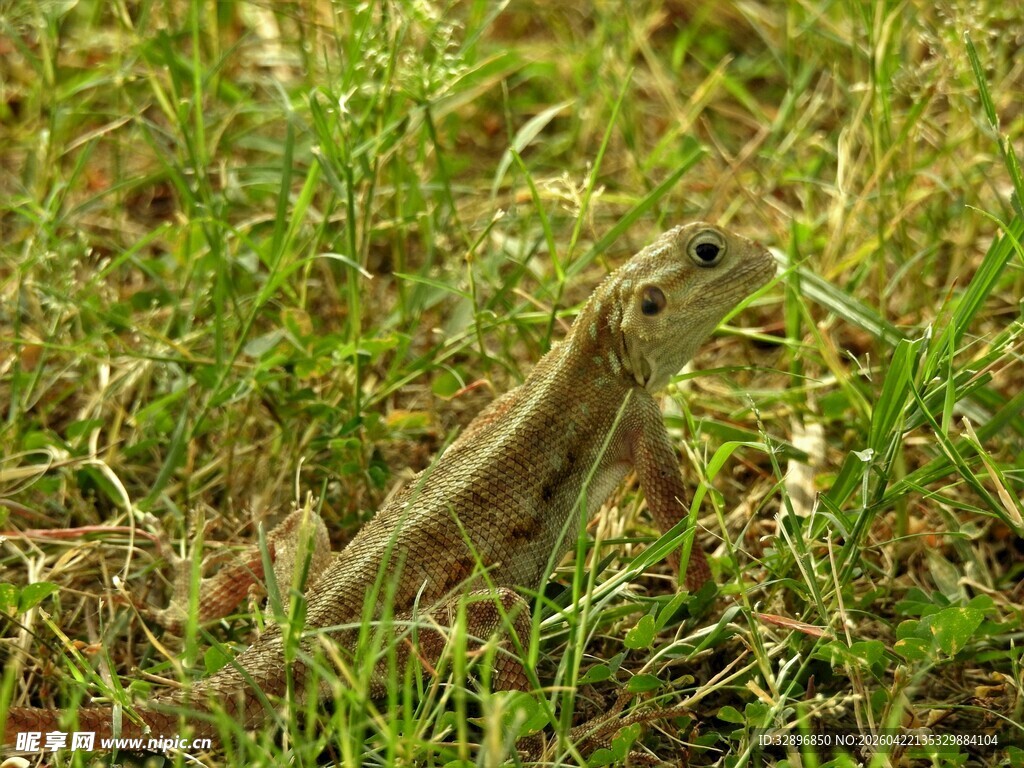 草丛中的蜥蜴