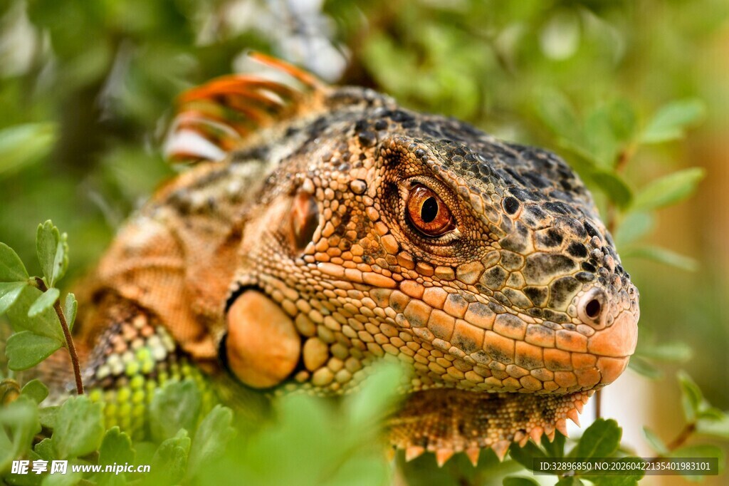 蜥蜴栖息于翠绿植物间
