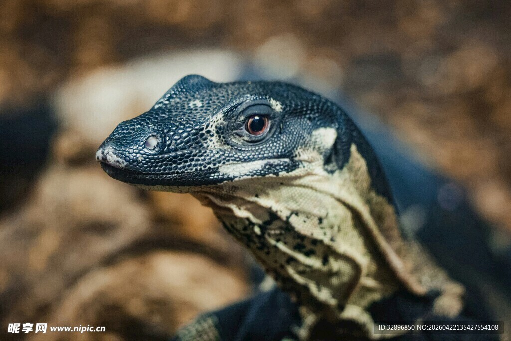 特写霸气的蜥蜴头部