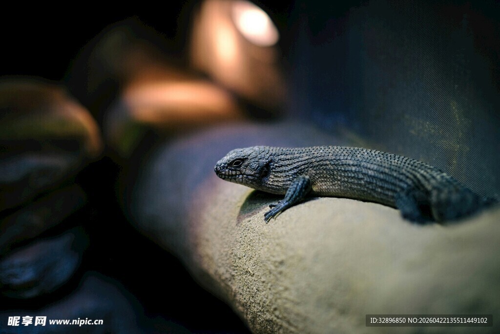 手掌上的迷你蜥蜴