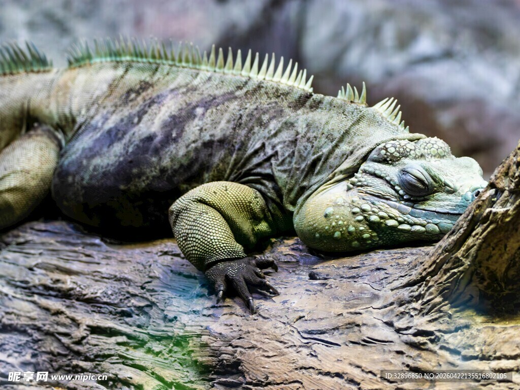 趴在岩石上的绿鬣蜥