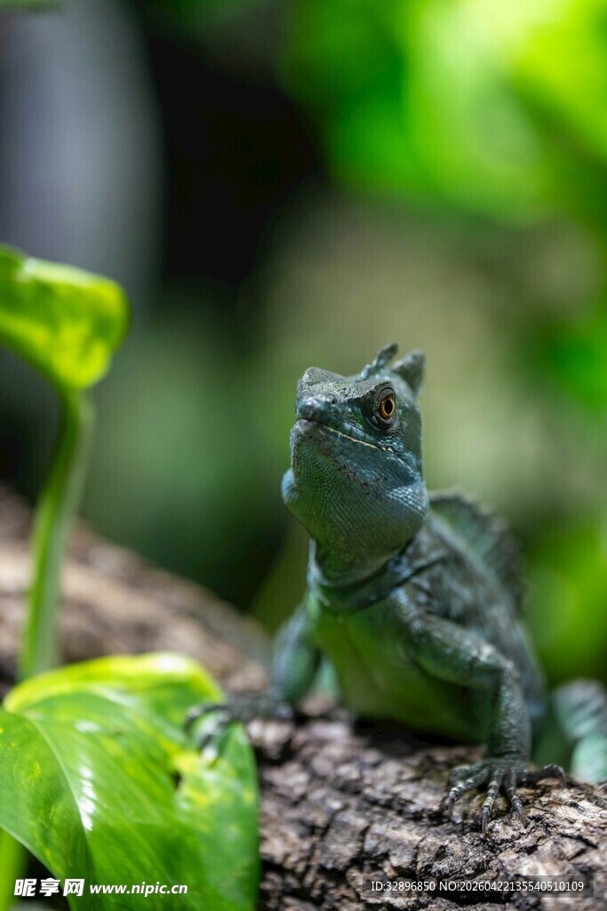 树杈上的绿蜥蜴