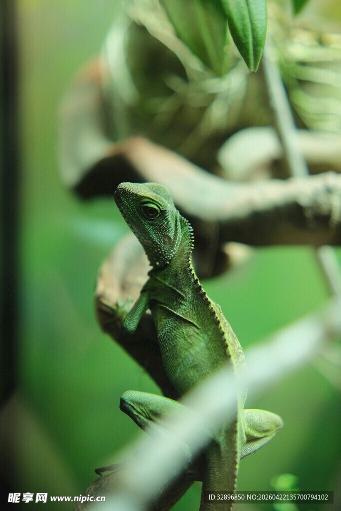 绿叶上的小变色龙