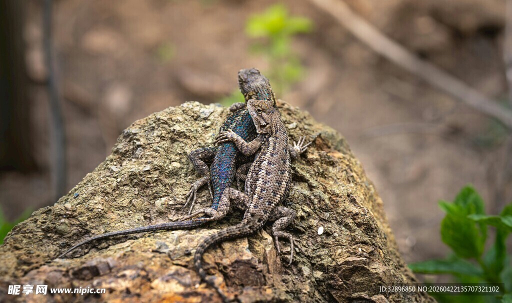 岩石上的蜥蜴