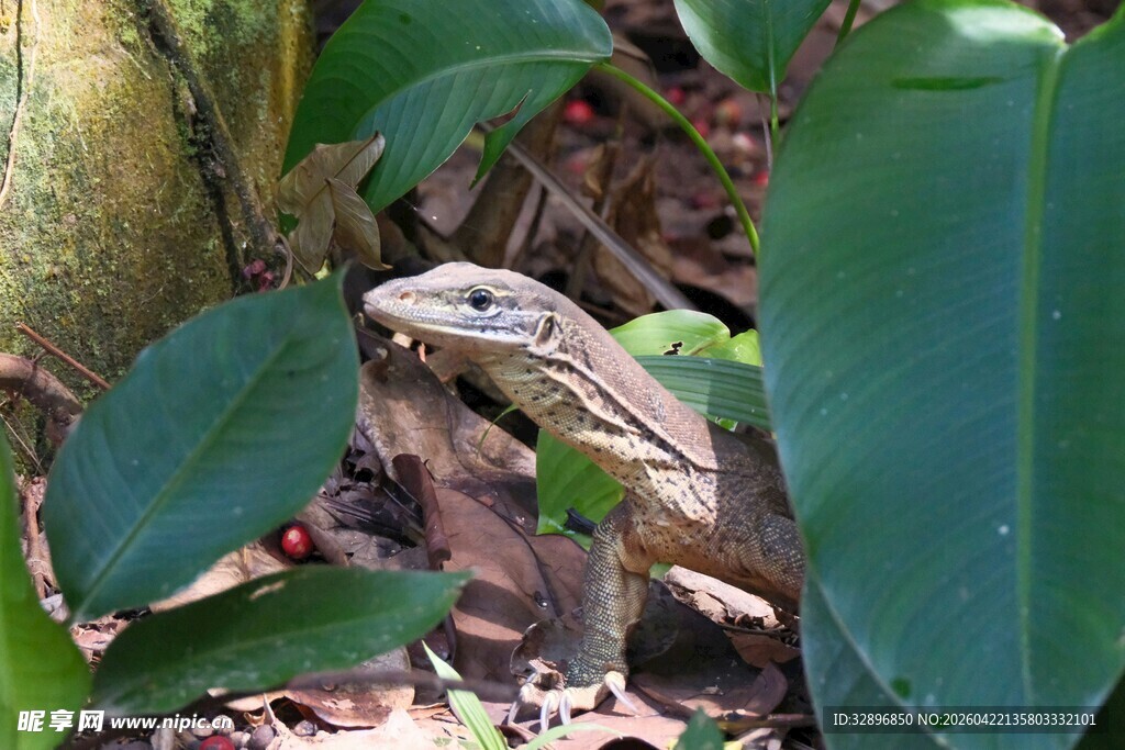 绿叶间的蜥蜴