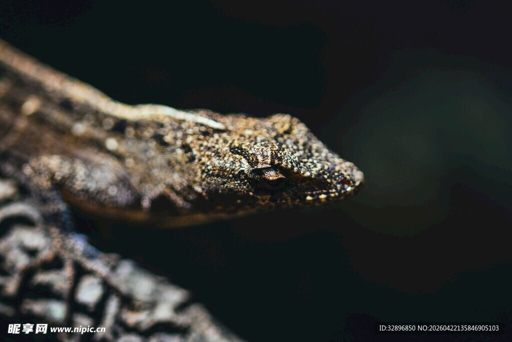 特写蜥蜴头部姿态