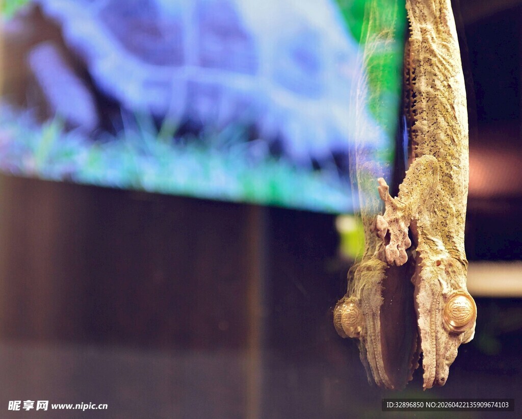 悬挂的奇特金色物件