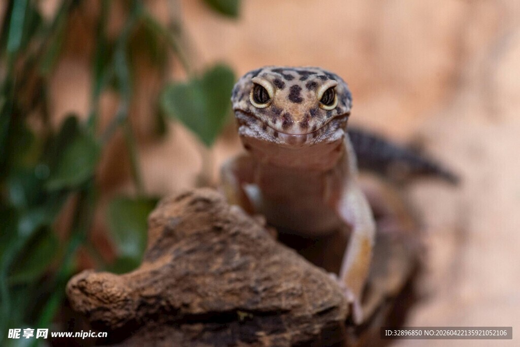 可爱细尾獴栖息于木头上