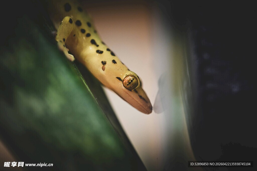 绿叶上的斑点蜥蜴