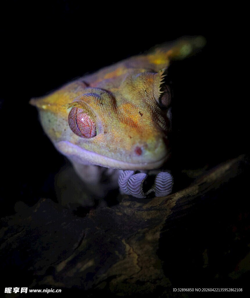 神秘变色壁虎特写