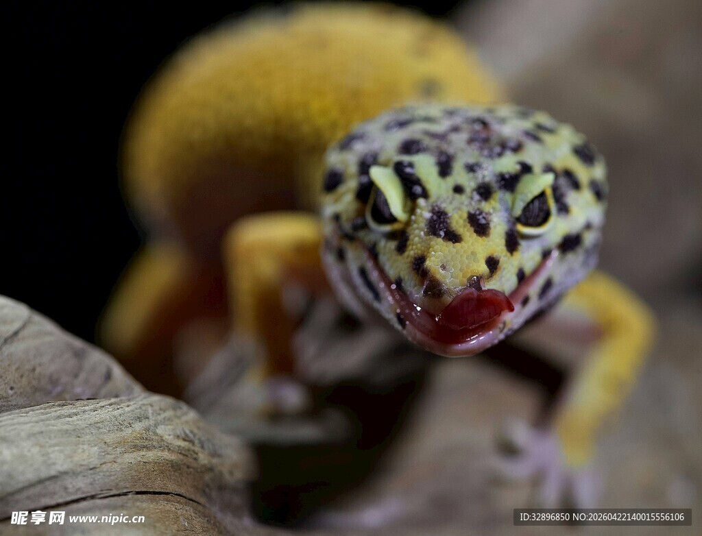 可爱豹纹守宫张嘴萌态