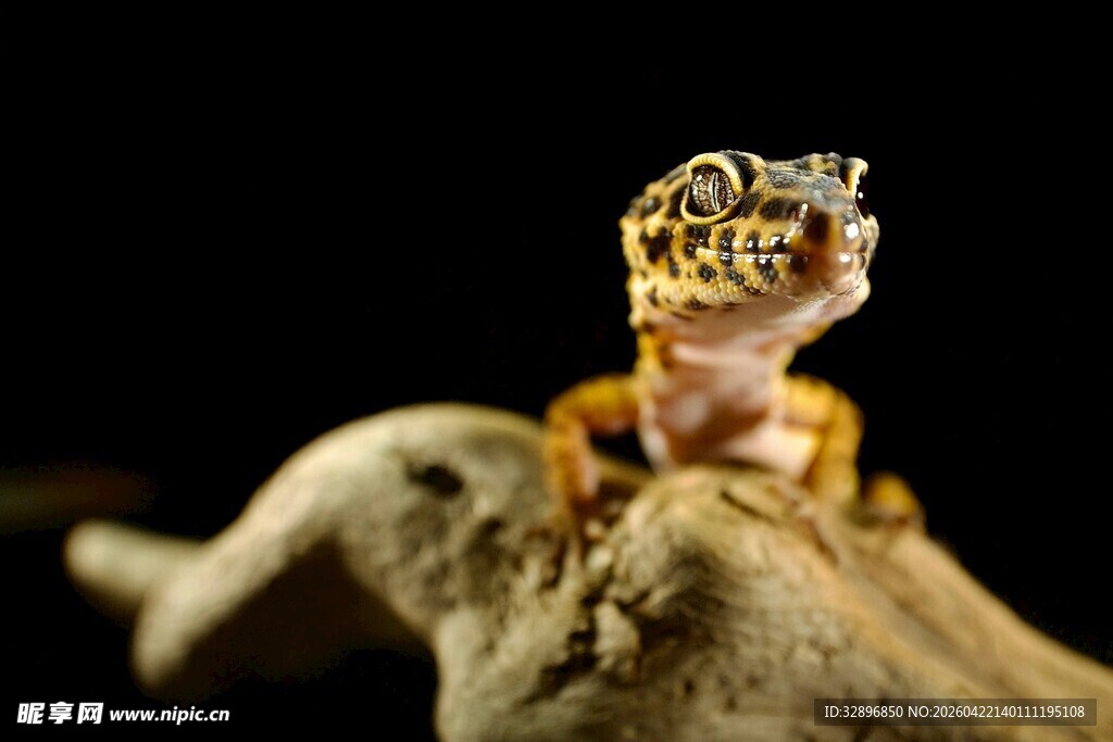 豹纹壁虎栖于木头上