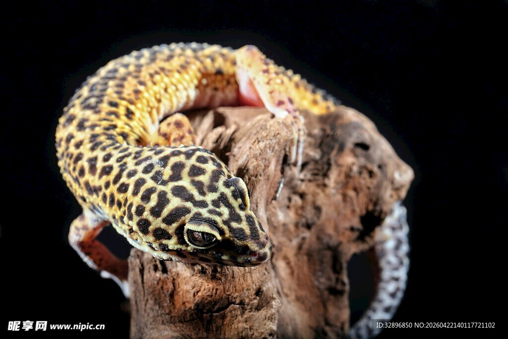 豹纹守宫蜷于木头上