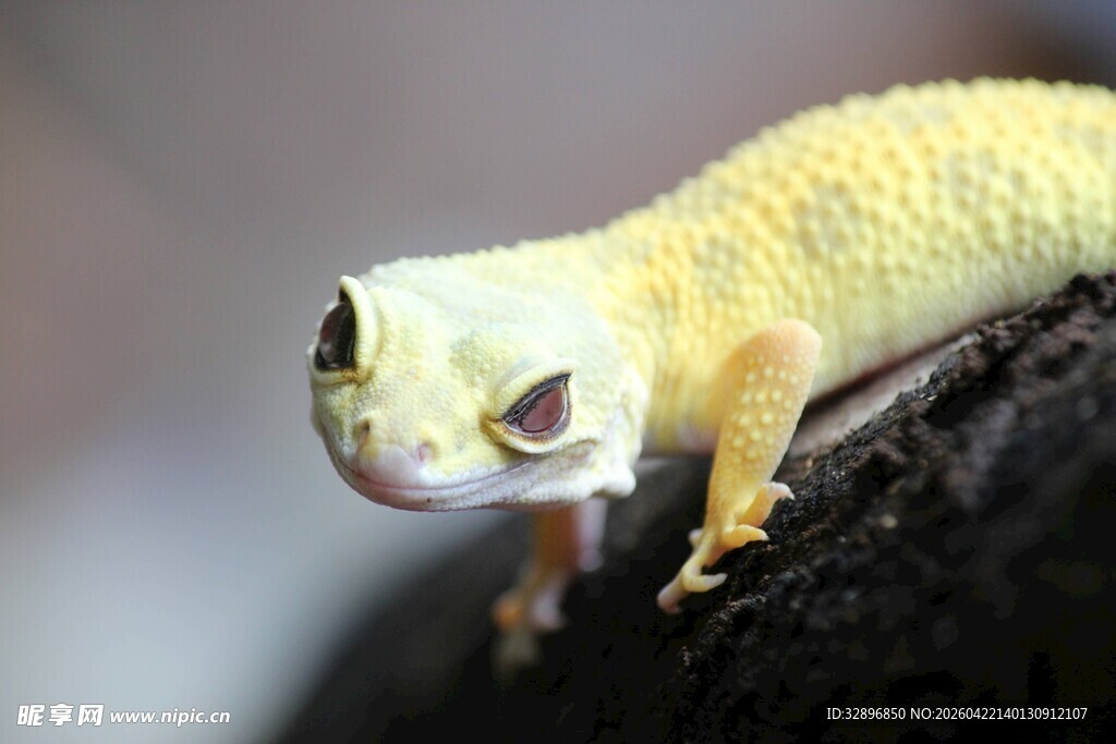 黄色壁虎特写