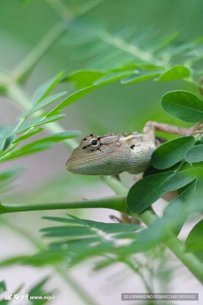 绿叶上的小蜥蜴
