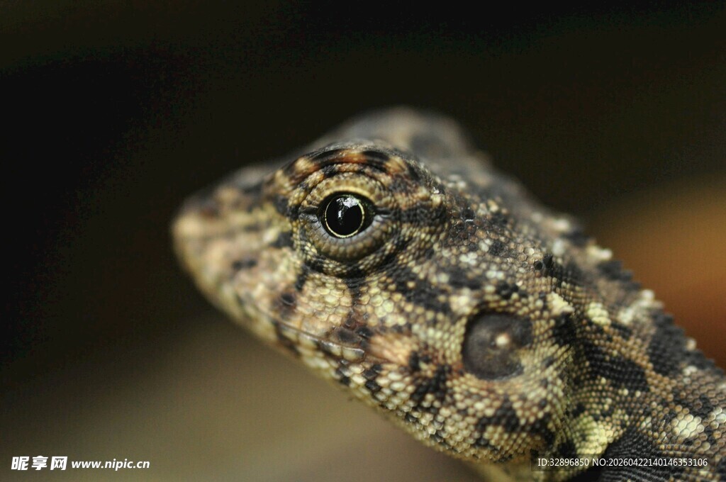 特写斑点蜥蜴头部