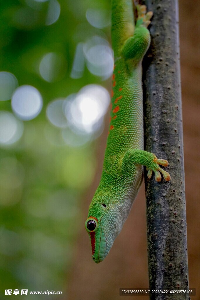绿色壁虎攀附树干瞬间