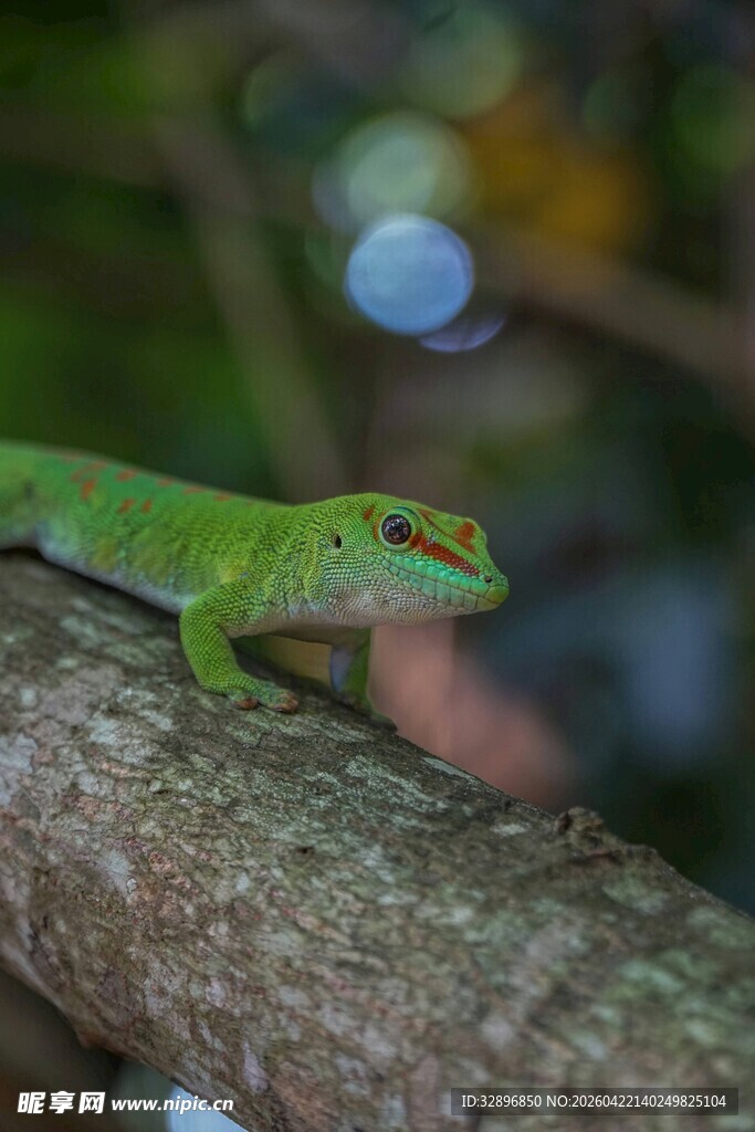 树枝上的绿色蜥蜴