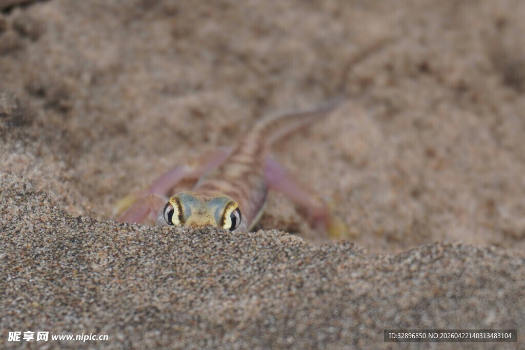 沙中露头的彩色蜥蜴