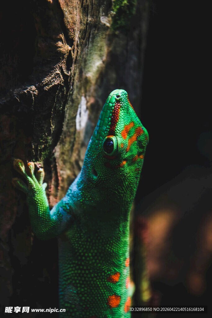 绿色壁虎攀附树干