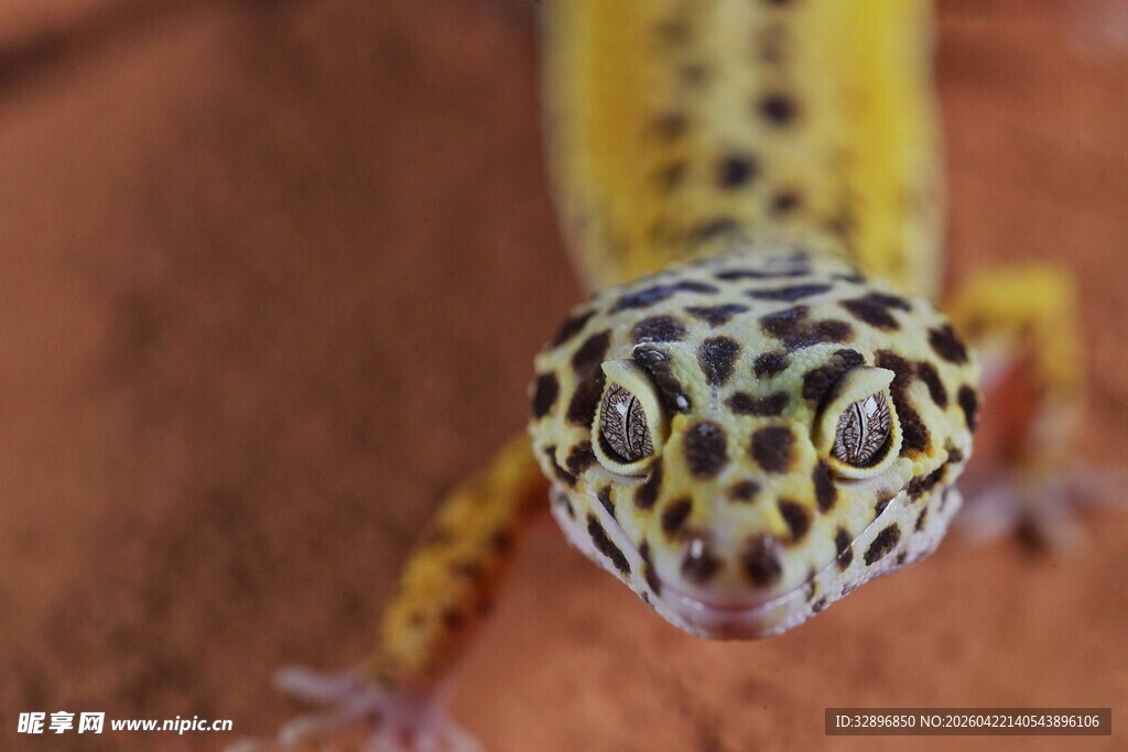 可爱豹纹守宫特写